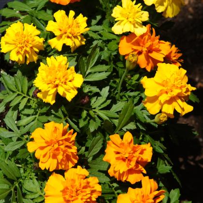 Marigolds