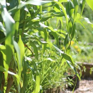 Corn