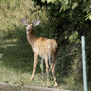 deer