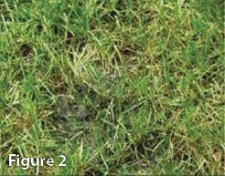 soil surface before lawn is restored