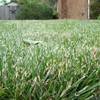 Frayed grass from a dull mower blade