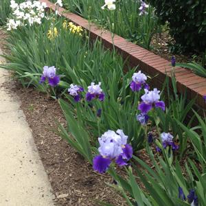 Bearded Iris