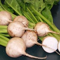 Albino Beets